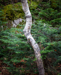 Bent White Birch Tree and Evergreens - 332150927