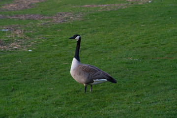 Gans im Frühling