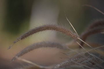 Close-up of long grass moving in wind. meadow reed background