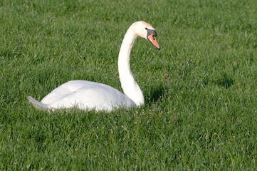 White Swan is relaxing  in the grass