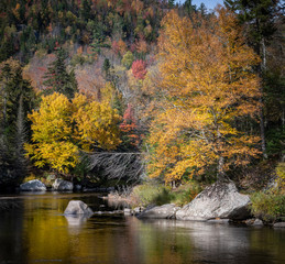 Autumn Trees on the Ausable River, Lake Placid, New York - 332150983