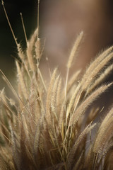 Close-up of long grass moving in wind. meadow reed background