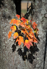 Brilliant Orange Maple Leaves on a Tree Trunk - 332151101