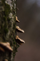 mushrooms on a tree closeup