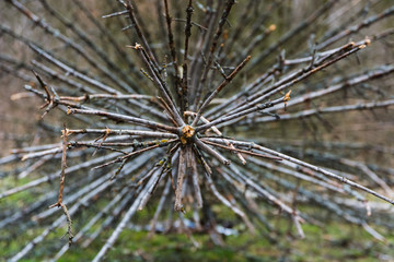 felling tree in the forest
