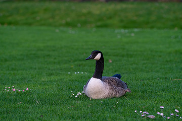 Sitzende Ganz auf der Wiese