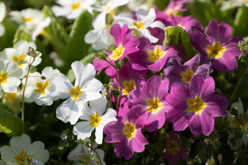 Bunch of White and purple Primrose,  Strauss weisse und violette Primel