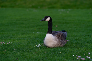 sitzende Gans auf der Wiese