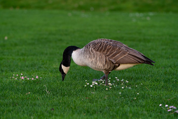 Fressende Gans auf einer grünen Wiese