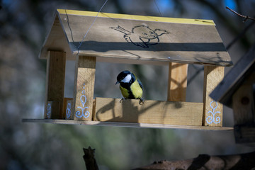 Senchki and sparrows feed in the feeder in early spring.