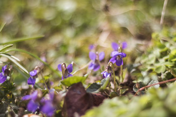 Closeup purple flowers. Selective focus. Viola odorata, Sweet Violet, English Violet, Common Violet or Garden Violet, blooming in spring in wild meadow. Nature background