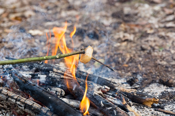 fire in the forest