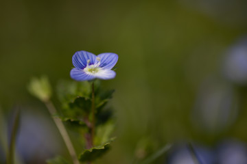 Speedwell, Gewitterblümchen