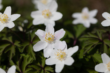 Fototapeta na wymiar white poppy anemone, weisse Gartenanemone