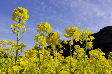 Obraz premium 菜の花と空