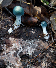 A variety of multi-colored mushrooms in the autumn forest.