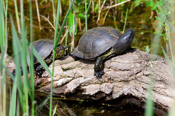 Obraz premium Europäische Sumpfschildkröte