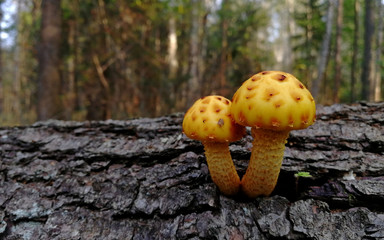 A variety of multi-colored mushrooms in the autumn forest.