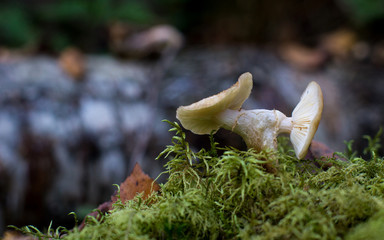 A variety of multi-colored mushrooms in the autumn forest.