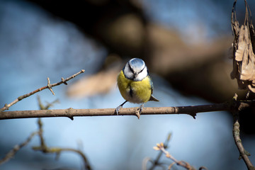 Senchki and sparrows feed in the feeder in early spring.