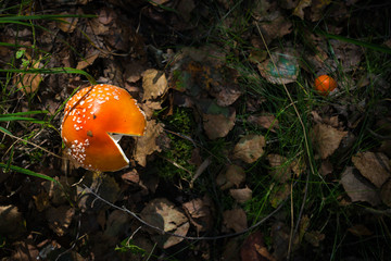 Amanita mushroom in the autumn forest.