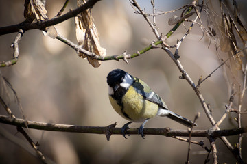 Senchki and sparrows feed in the feeder in early spring.