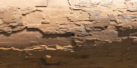 tree been for a long time at sea