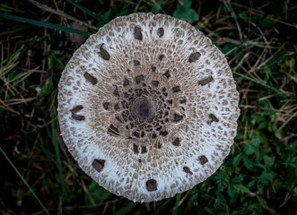 Mushroom umbrella in the autumn forest.