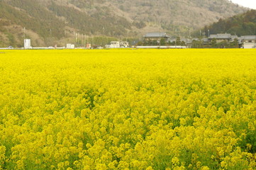 お花畑