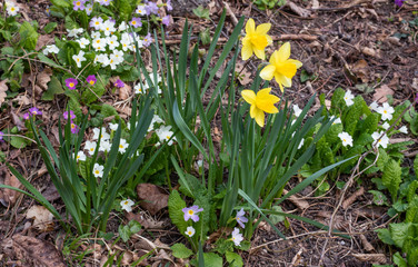 Perennial primrose or primula in the spring garden. Spring primroses flowers, primula polyanthus. Purple, white primroses in spring woods. Beautiful colors of primrose in the garden. Nature background