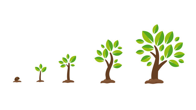 Plant growth vector Seedlings sprouting from seeds turn into large trees. Isolate on white background.