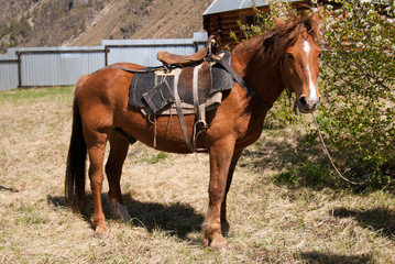 Obraz premium The horse standing tied near the tree