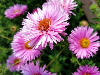 Obraz premium blumen