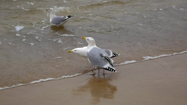 Two Seagulls squawk to each other on sandy beach; slow motion shot.