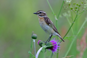 Fototapeta premium Weibliches Braunkehlchen auf einer Sitzwarte 