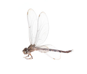 dragonfly isolated on a white background