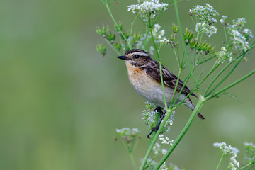 Weibliches Braunkehlchen auf einer Sitzwarte	