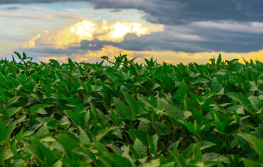 Soy plantation in Brazil and rain clouds in the background