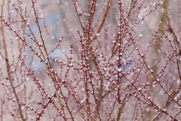 Spring snow lays on the almost full buds of a tree. Selective focus