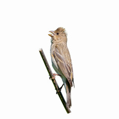 common rosefinch (Carpodacus erythrinus) isolated on a white background