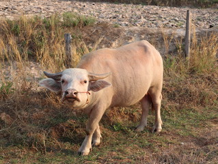 Albino buffalo stands in the middle of the rice field.