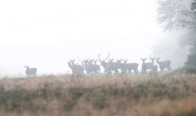 Obraz na płótnie Canvas Red deer in the fog, Argentina, Parque Luro Nature Reserve