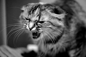 Angry cat on black background