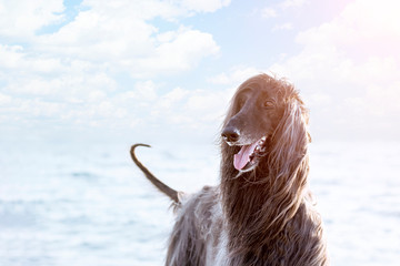 Portrait of a dog of the breed Afghan Hound close-up on a background of the sea.