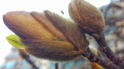 It is a bud of a tree in early spring