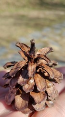 It is a pine cone rolling in the park.