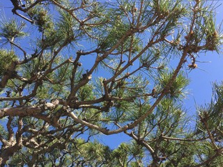 Wonderful pine trees under the blue sky