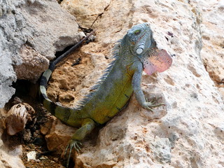 Grüner Leguan sitzt auf einem Felsen in der Sonne, Curacao, Karibik