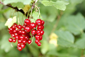 Red currant, pink currant berries on the bush, fresh fruit background. Close up currant plant