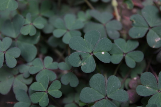 Pink Woodsorrel